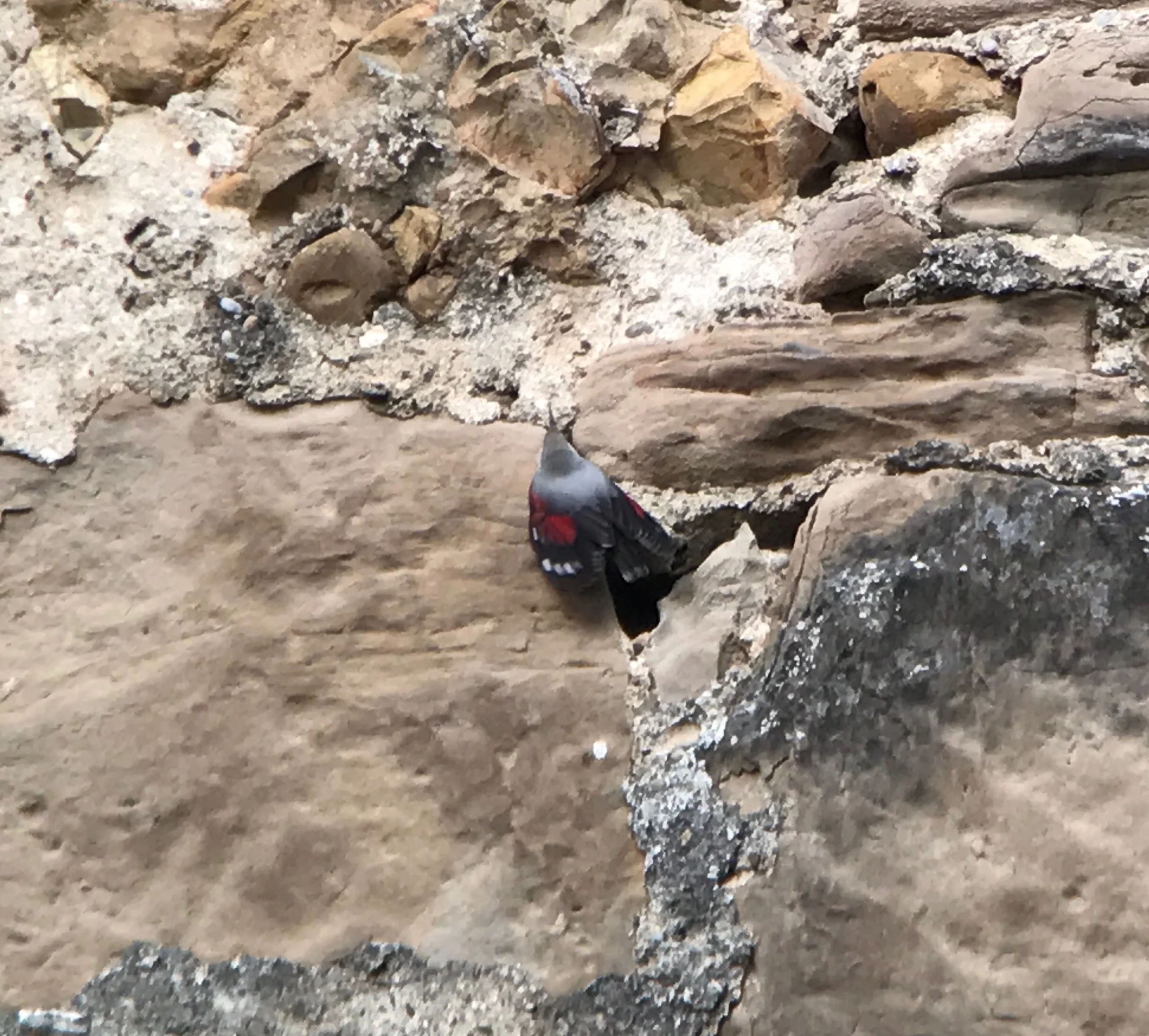 Wallcreeper on a Castle