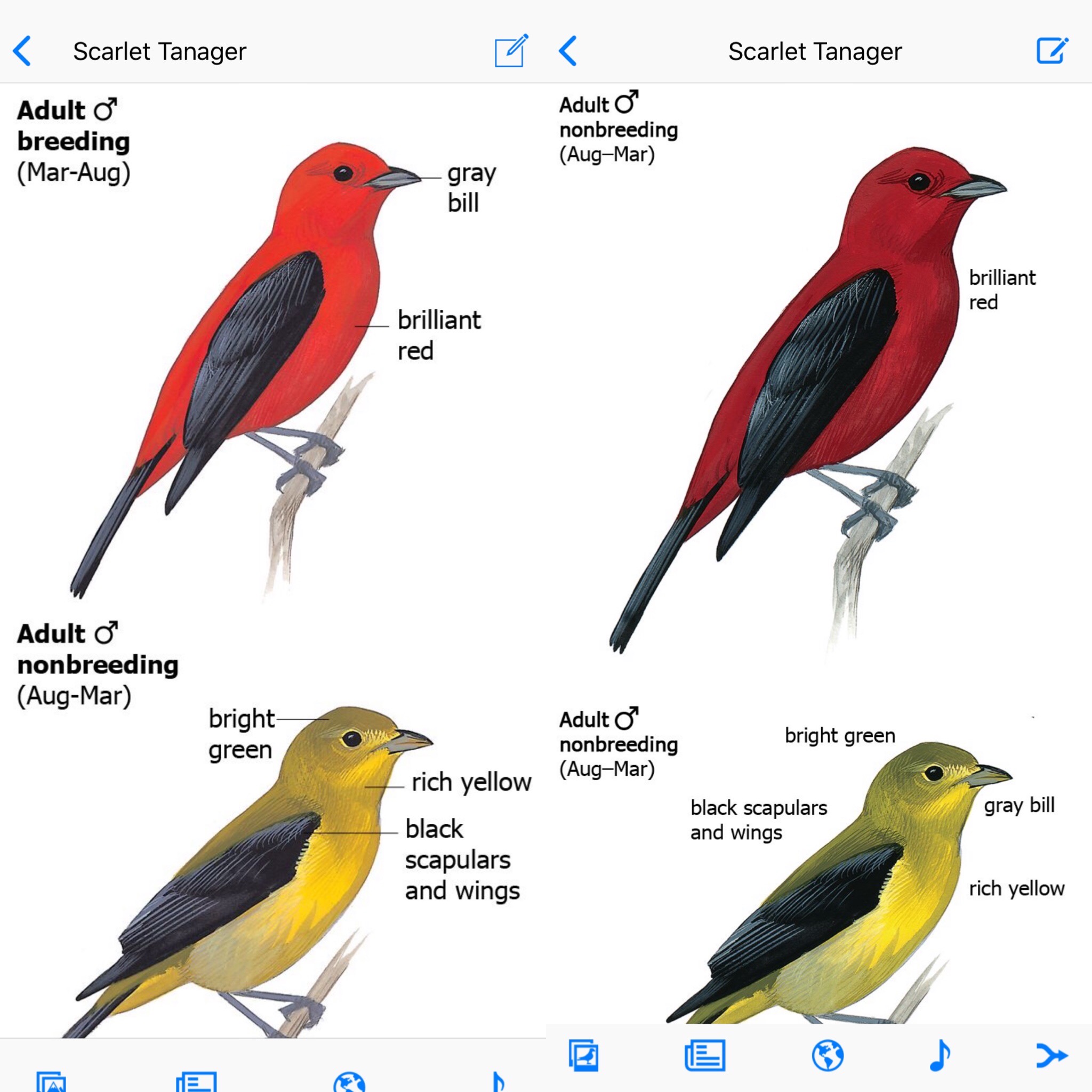 The moment I knew My Digital Earth made a mistake. On the left the original Sibley app. On the right…the new seconded edition…