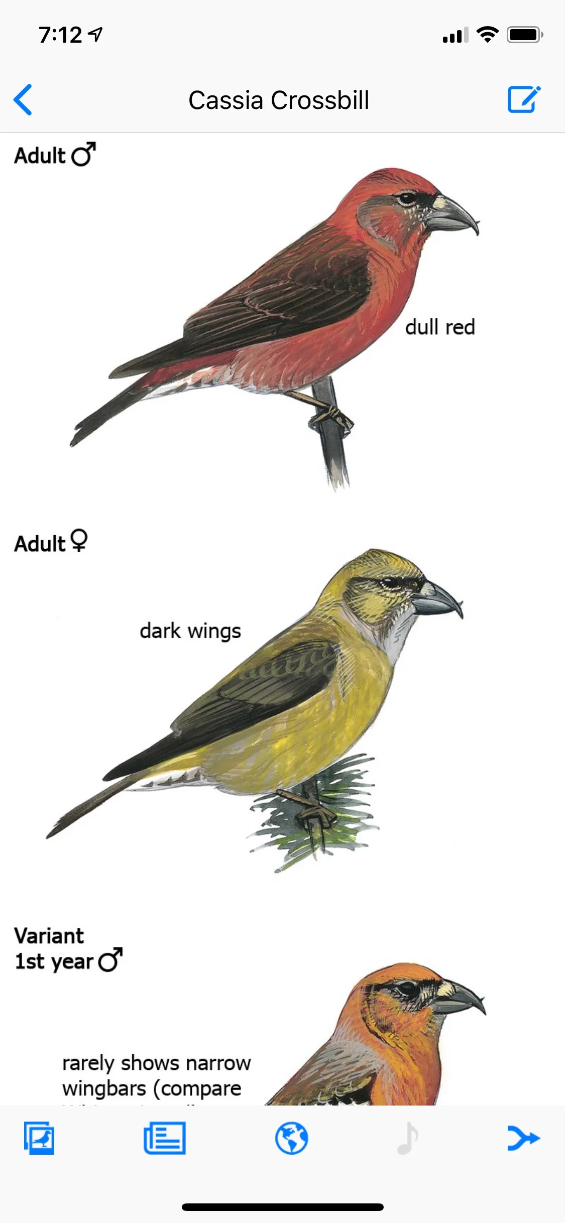 The Cassia crossbill is the same illustration as the red crossbill—because they look exactly alike. The only way to tell them apart is by call…which the Cassia doesn’t have in the app.