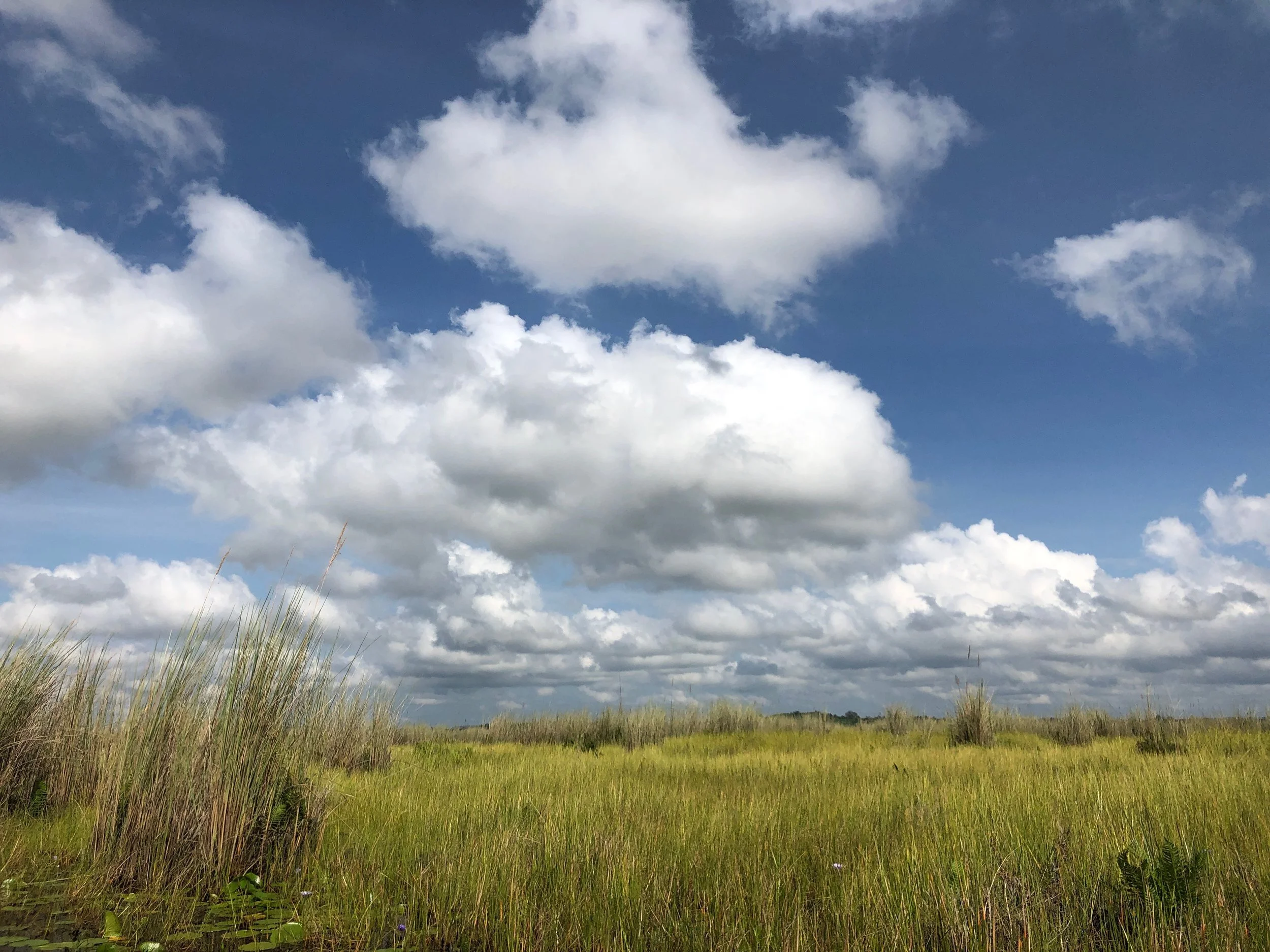 The weather was perfect and the wetlands were beautiful and chock full of birds, just not shoebills.