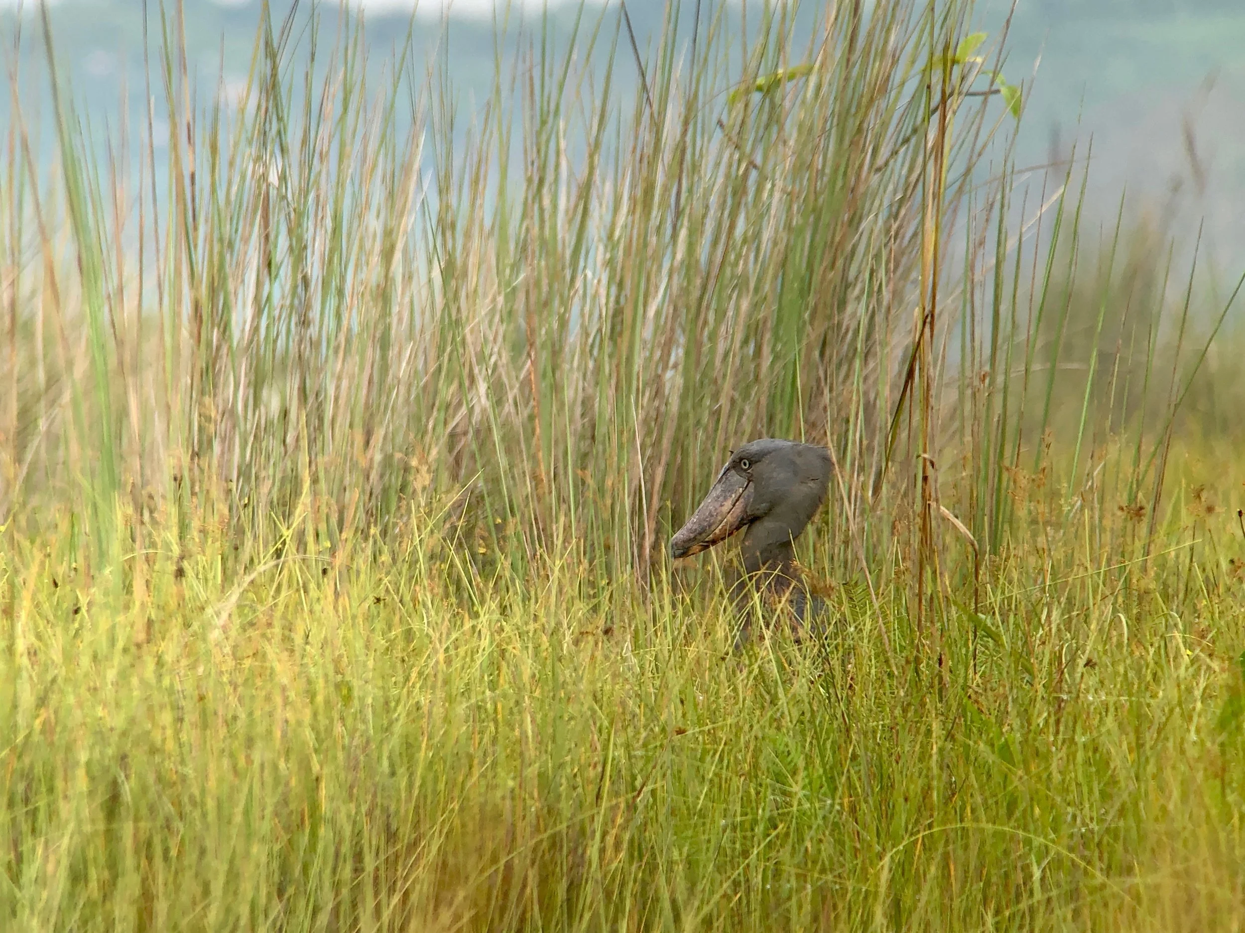 We could see it with the naked eye and that was a satisfying view, but in the scope the bird was outstanding. With this view I got a much better sense of how huge this beast is.