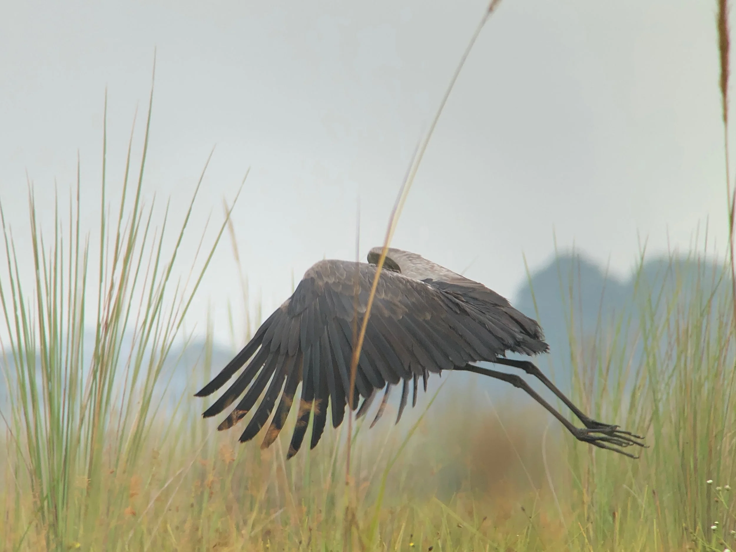 Good grief, they can fly!