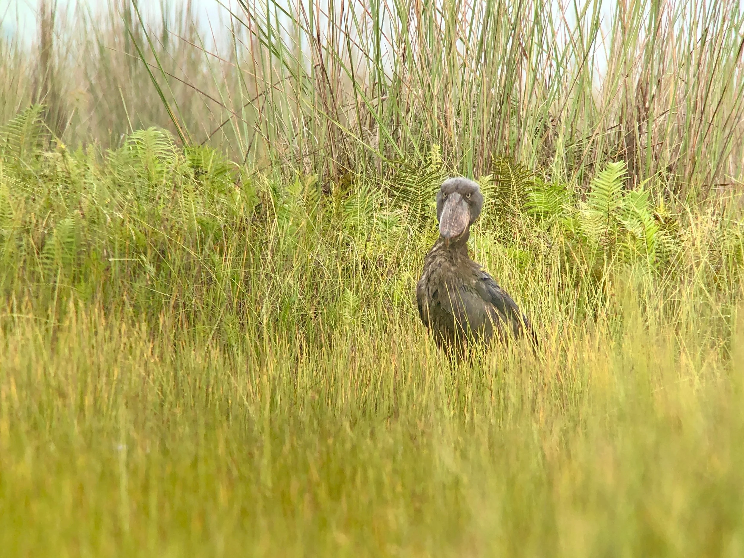 The murder stork’s ambivalent eyes demand respect.