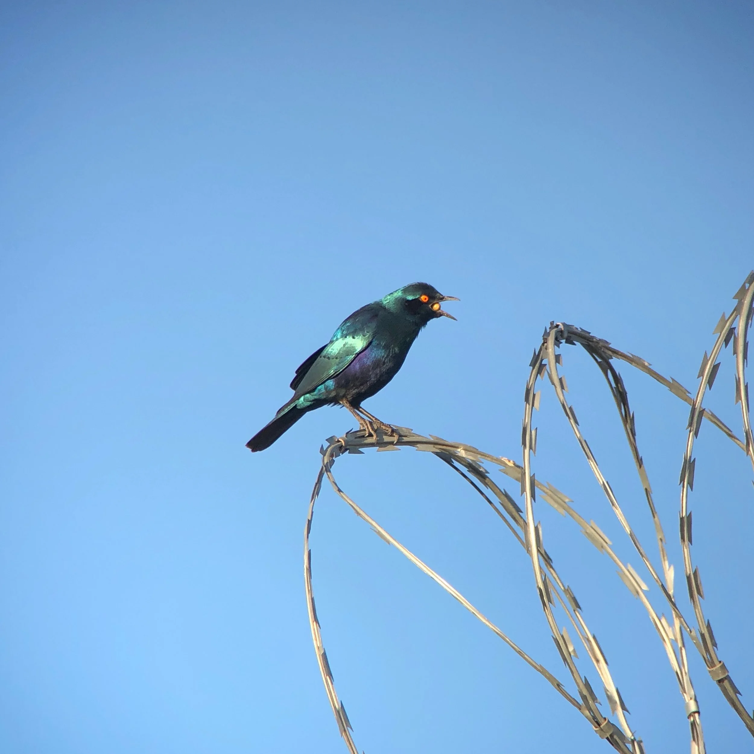 Lesser blue-eared starling coughing up an undigestible seed seen on a bathroom stop.