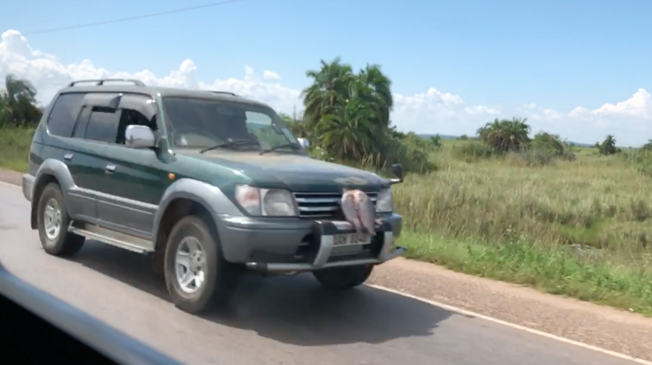 Leaving Mabamba wetlands we saw several trucks with fish attached to the Grill. Herbert told us that people put it there to keep it cool and fresh on the drive home. We asked if it worked and he said, “When I tried it, all I had was fish covered in insects and I never did it again.”