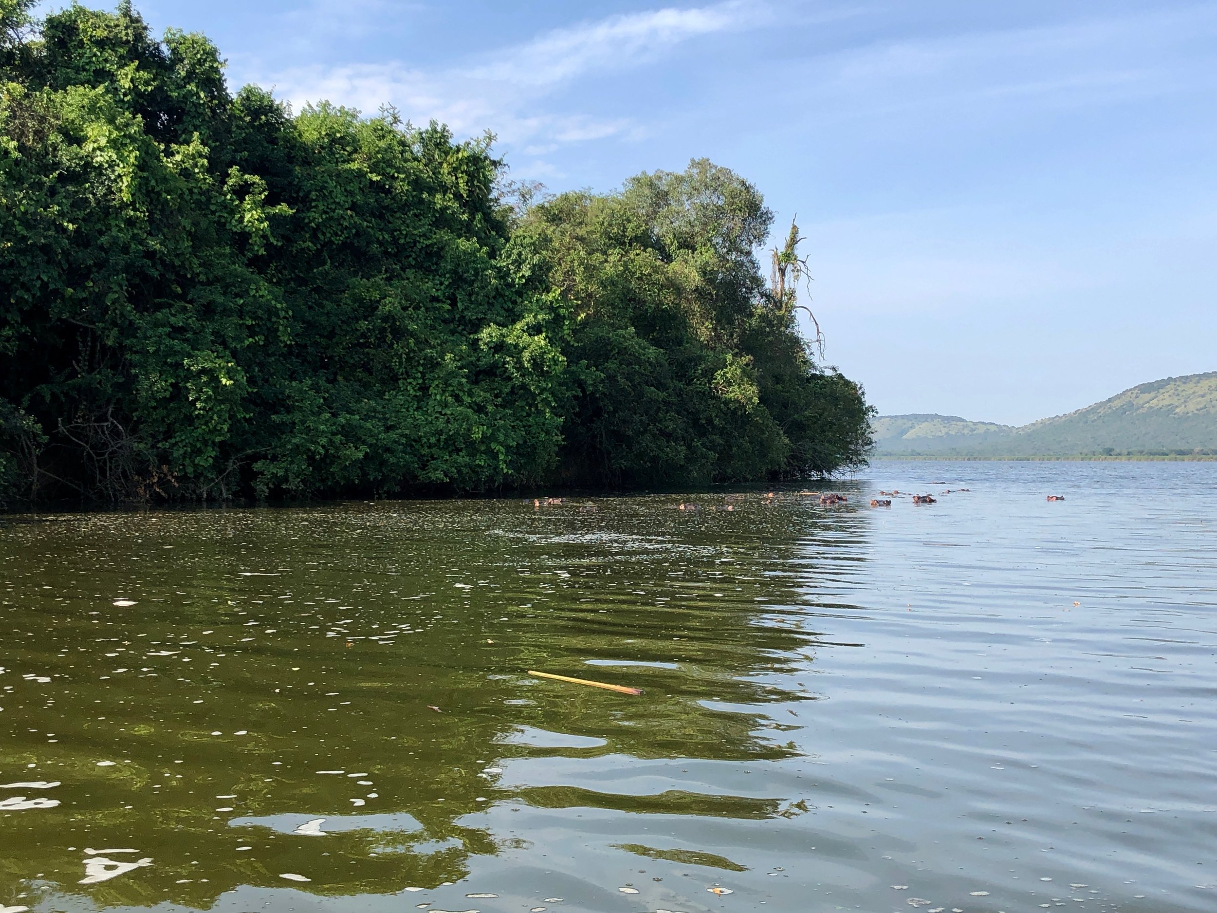 All those lumps are a crash of hippos (another collective noun) on Lake Mburo.