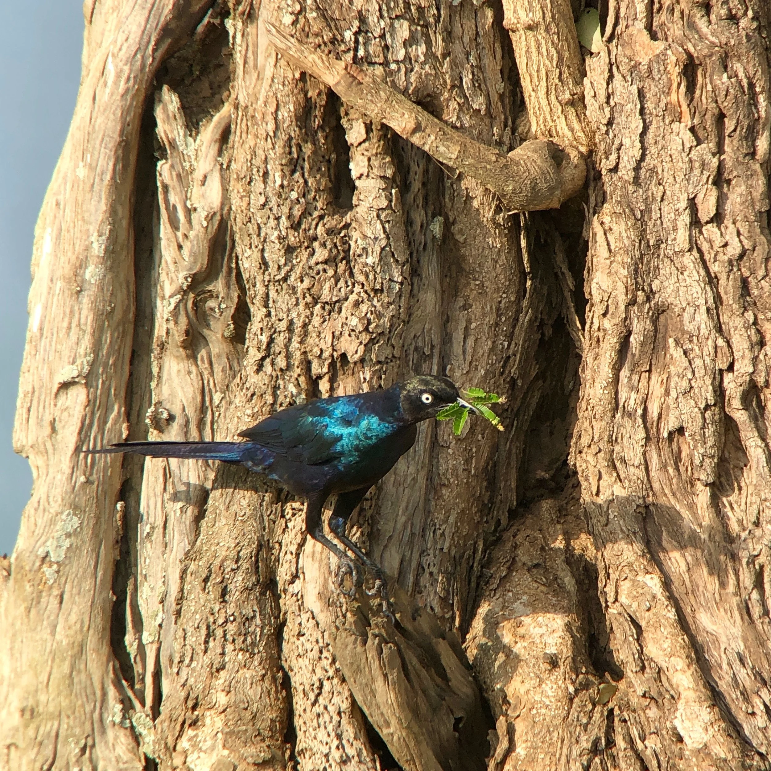 Rüppell's long-tailed starling adding material to a nesting cavity near the boat launch.