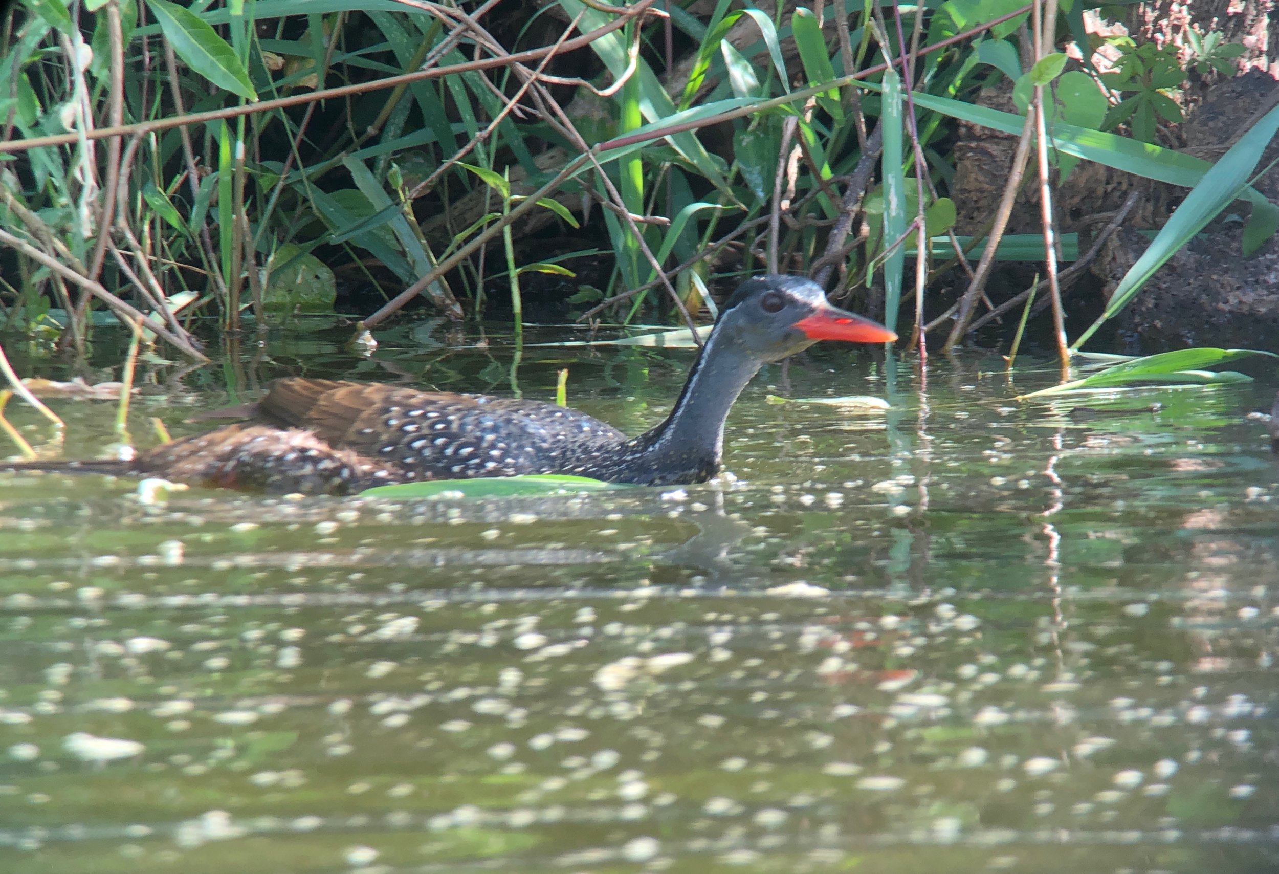 Part rail, part cool with a little bit of duck thrown in. This secretive bird is a finfoot.