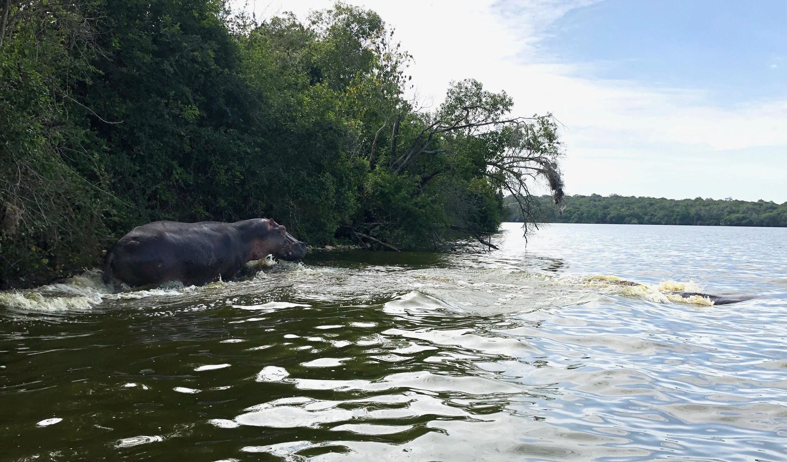 The hippos running amuk when we unknowingly got too close. Not digiscoped. Yikes.
