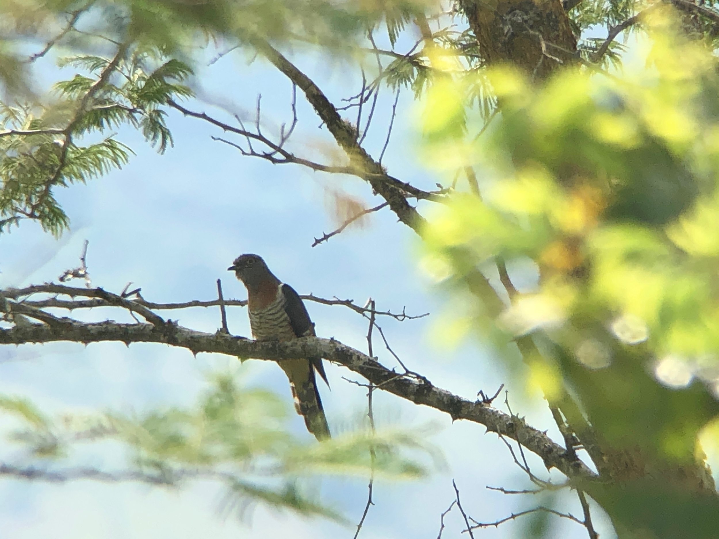 Red-chested cuckoo.