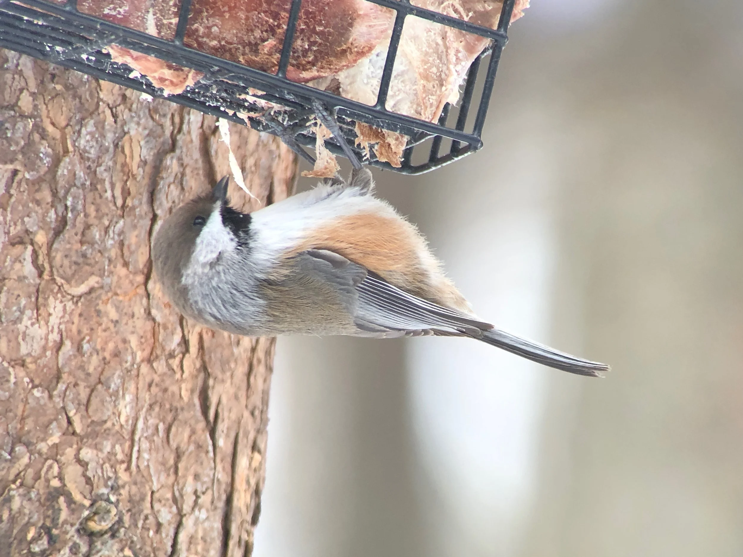 Boreal chickadee on a suet feeder filled with deer chunks.