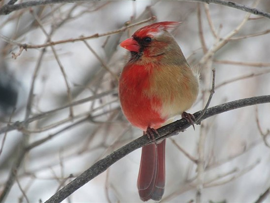 Birdchick Podcast #240 Problematic 