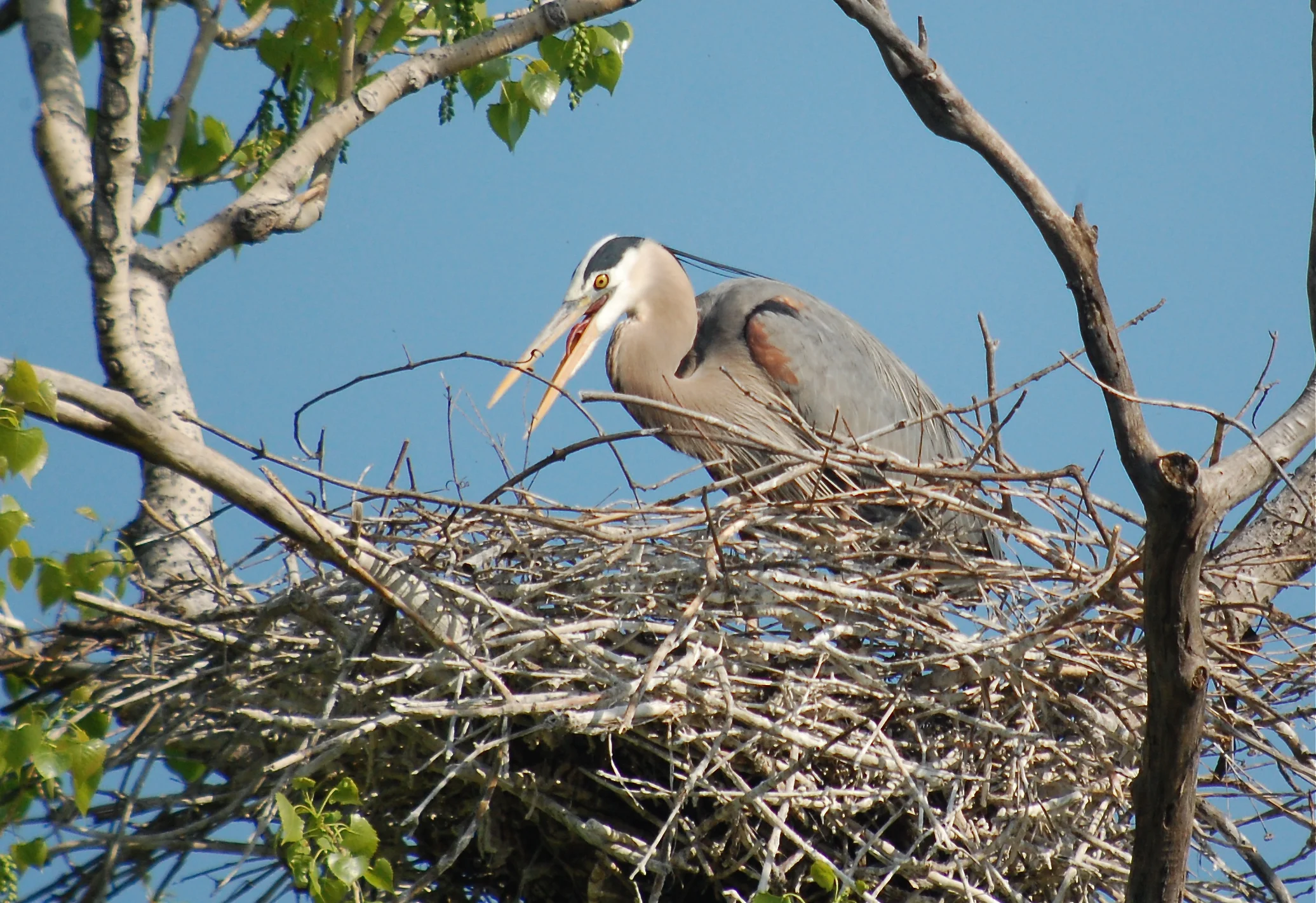 Welcome Back the Herons