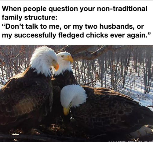 Birdchick Podcast #242 Eagle Trios, Birding for Anxiety