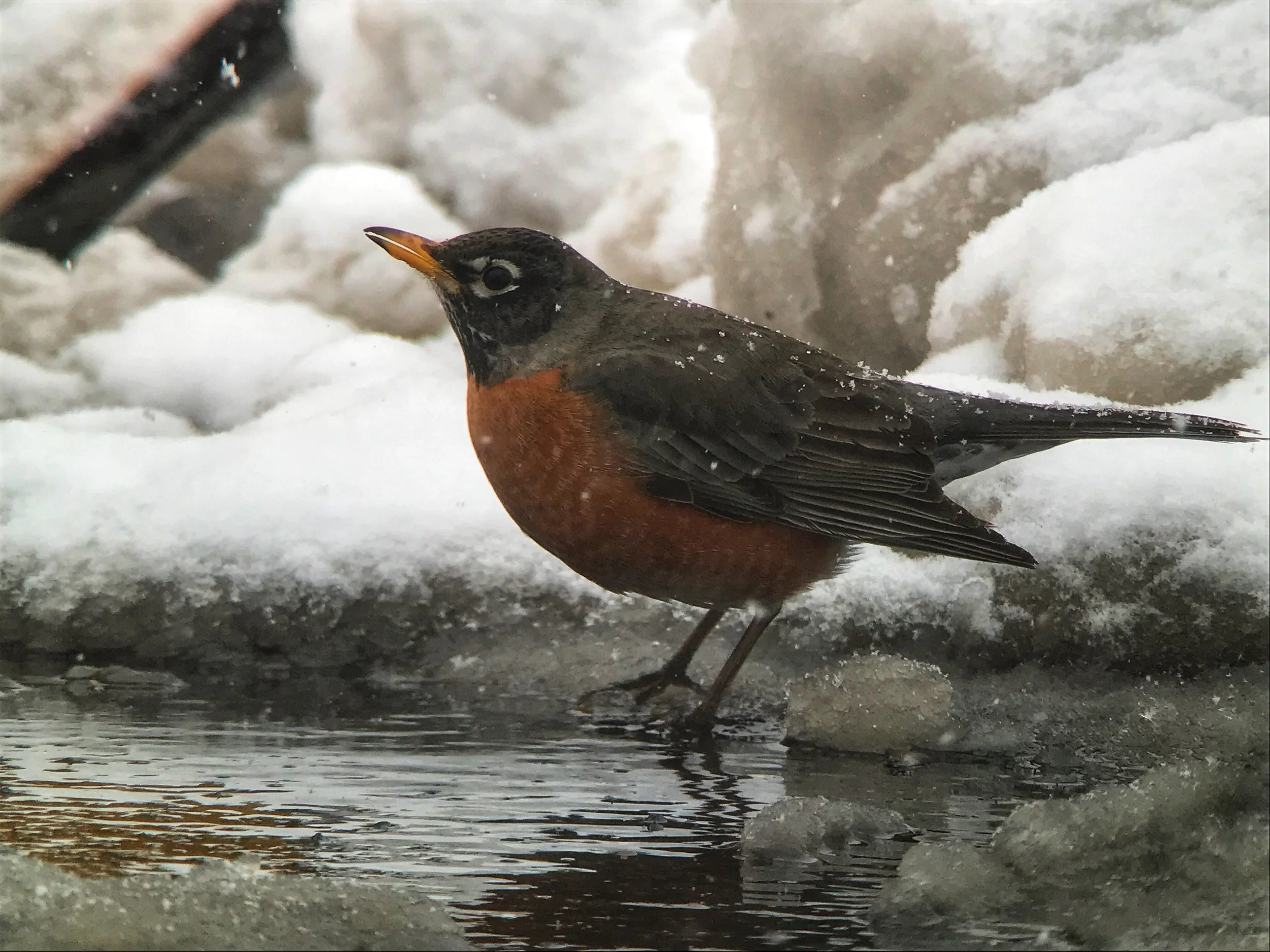 Birdchick Podcast #243 Grasshopper Sparrow Hot Mess In Florida