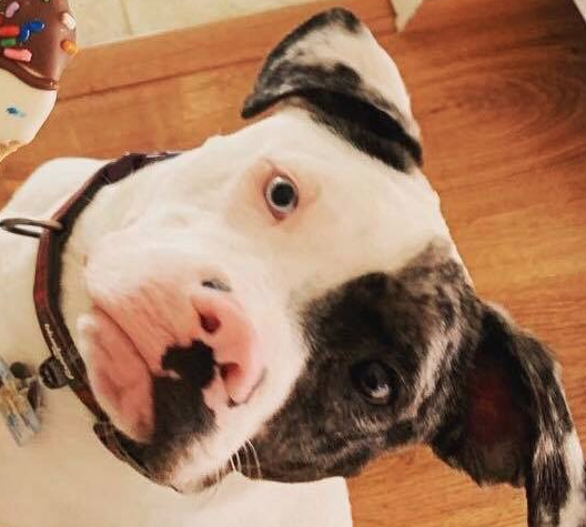 Birdchick Podcast #245