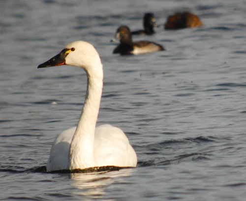 Winter Wildlife Festival