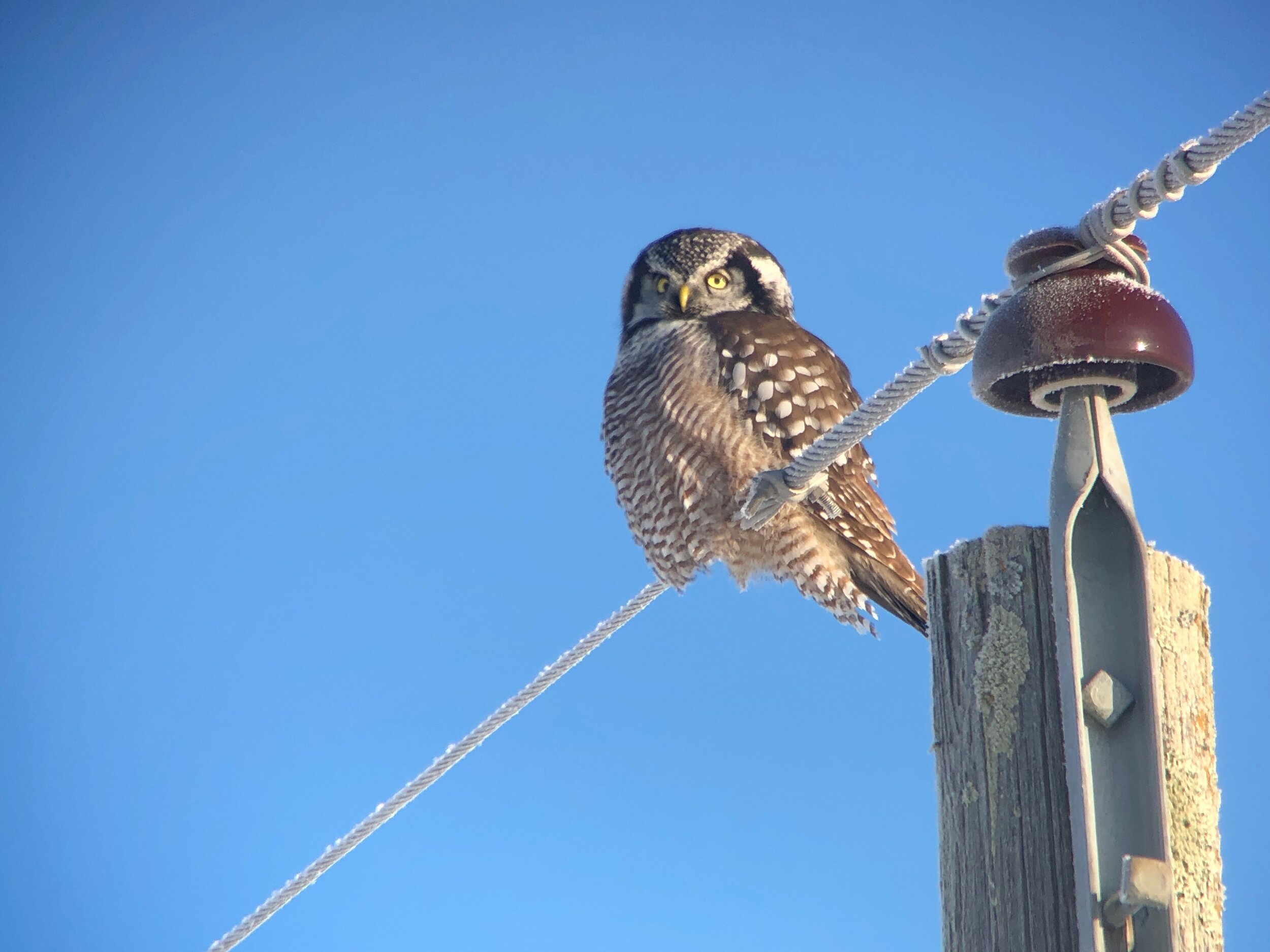 January 2020...Birding Unfettered
