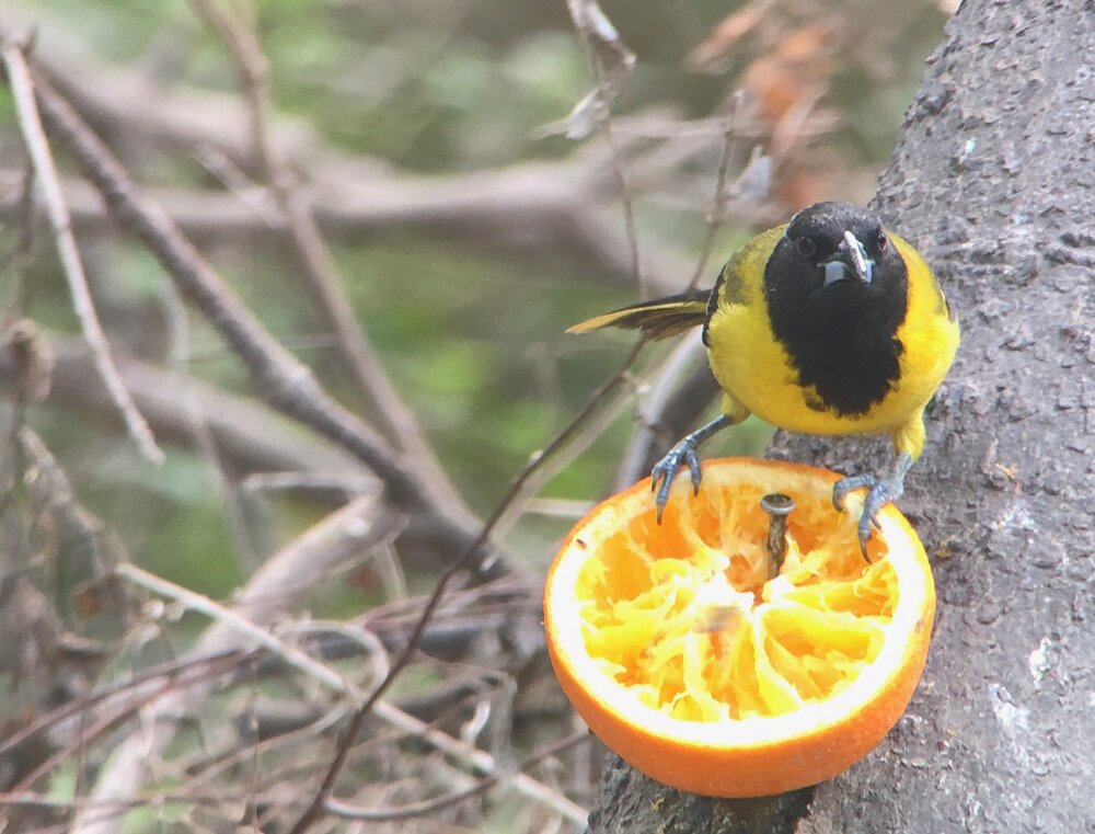 An Audubon’s Oriole at the  National Butterfly Center .