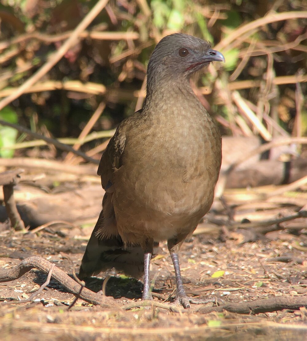 Chachalaca.jpeg