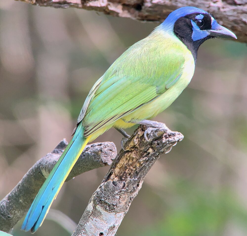 Green Jay.jpeg