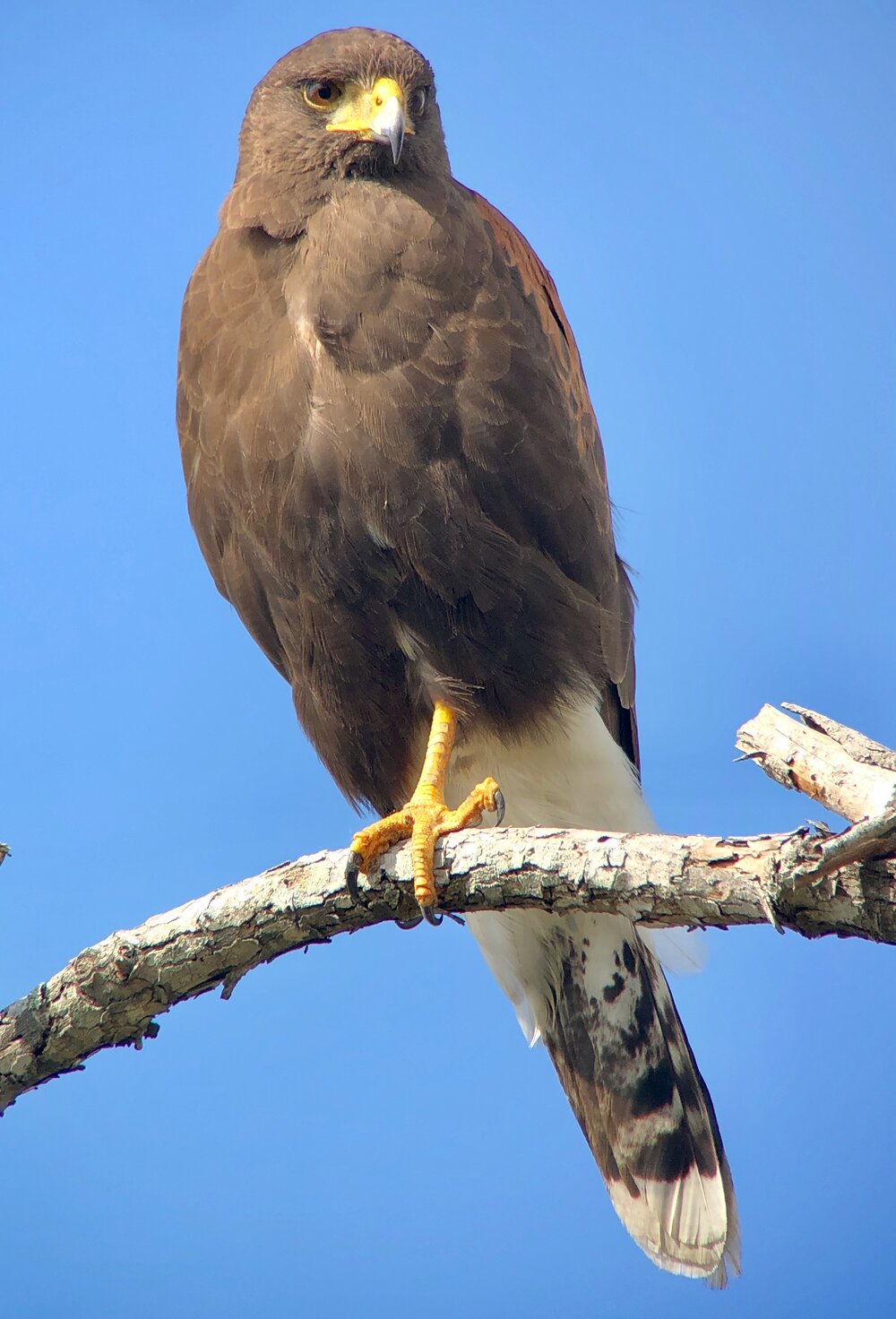 Harris Hawk.jpeg