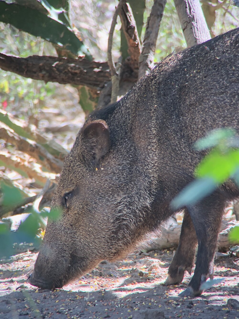 Javelina.jpeg