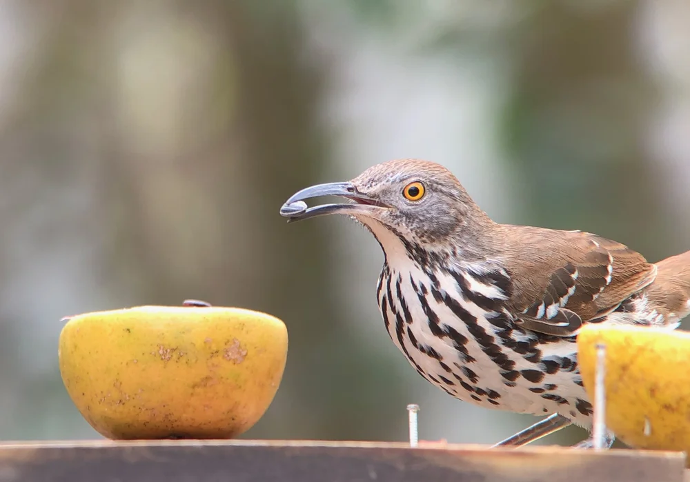 Long-billed Thrasher.jpeg