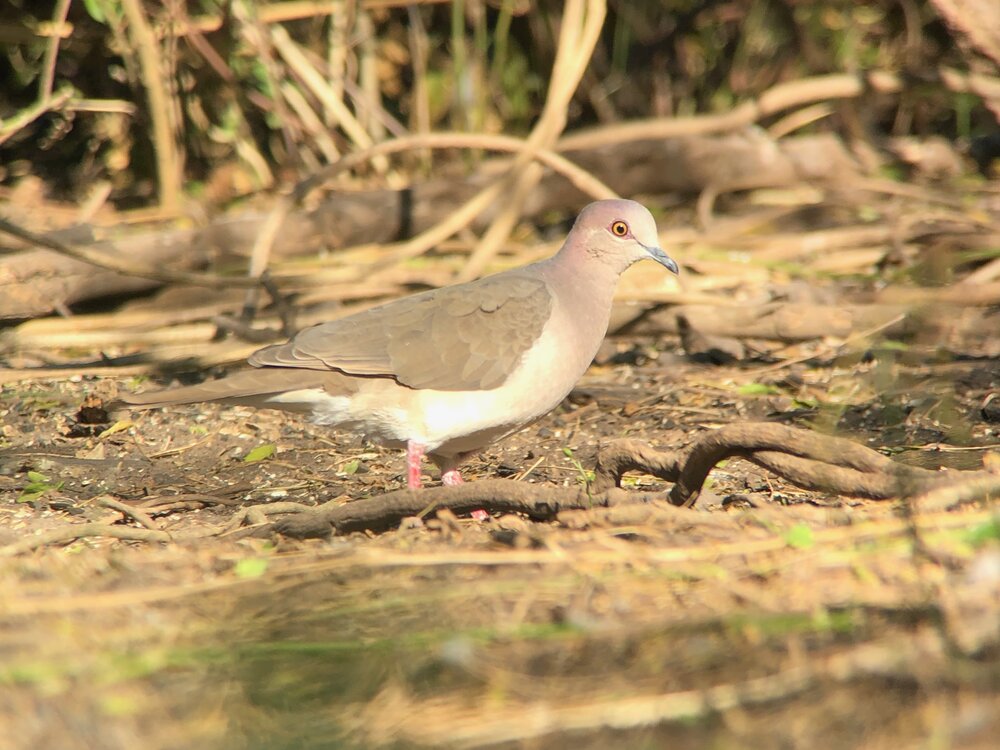 white-tipped dove.jpeg