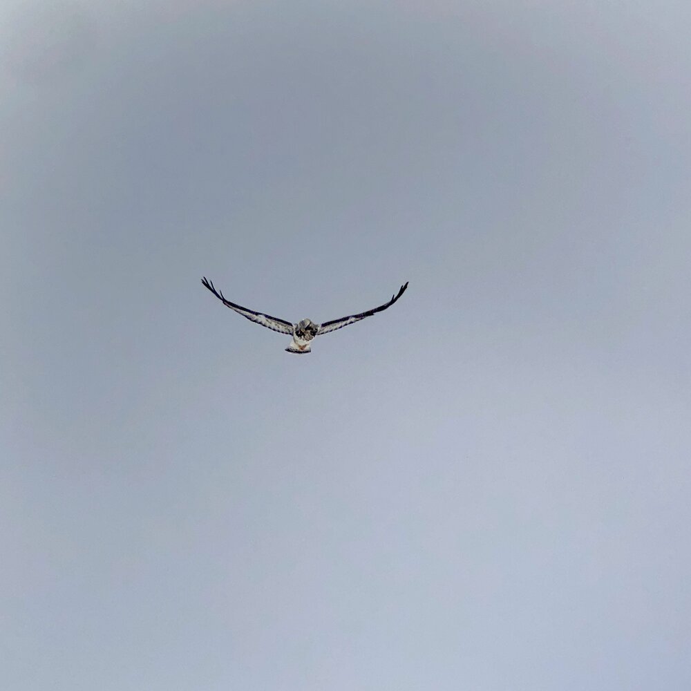 rough legged hawk.jpeg