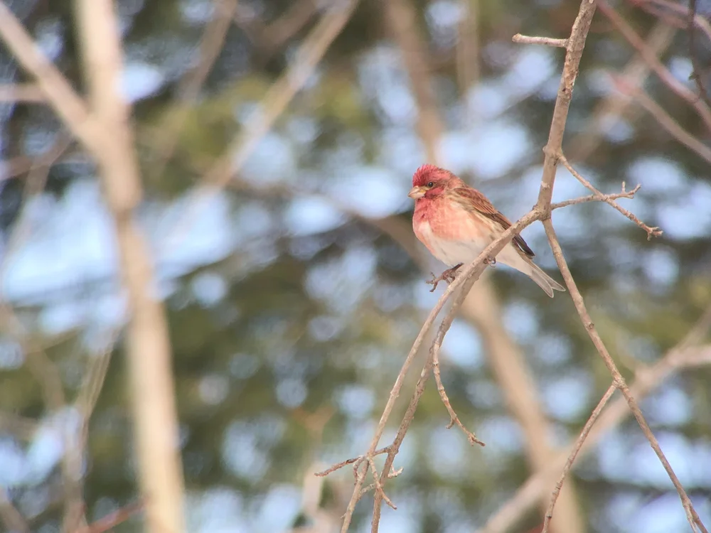 purple finch.jpeg