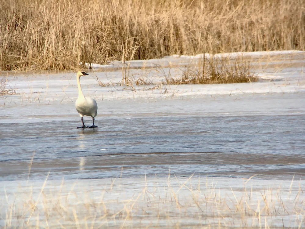 Trumpeter Swan.jpeg