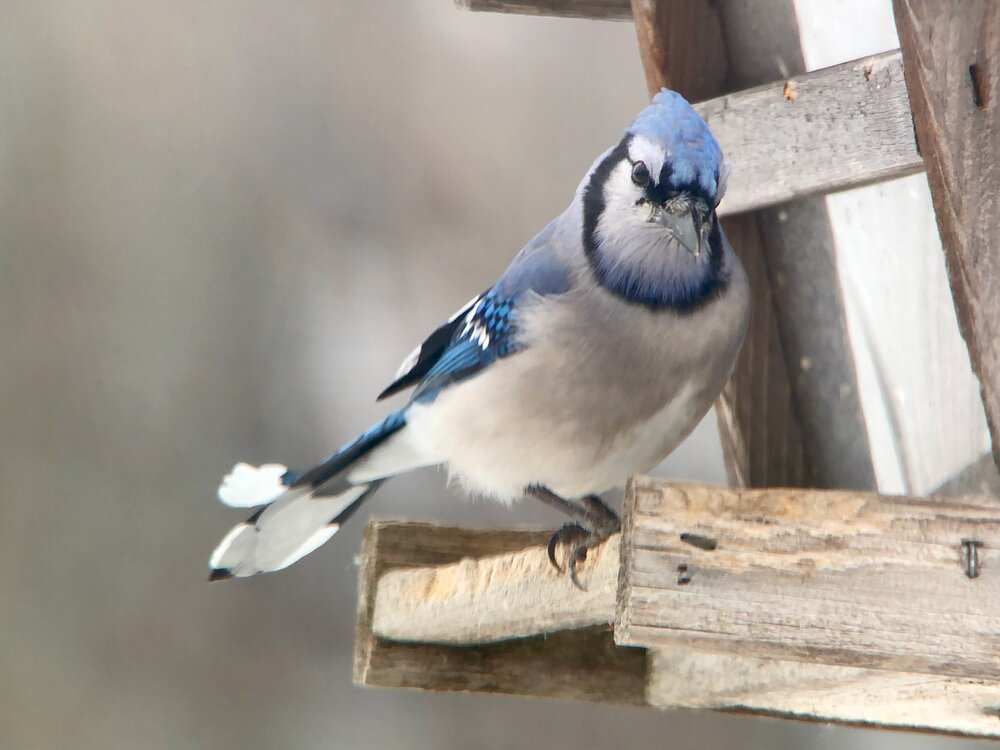 Blue Jay.jpeg