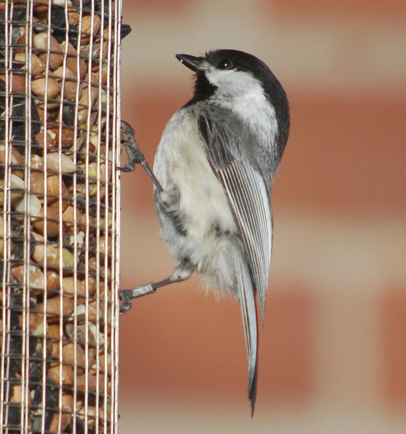 What's the Best Wild Bird Food to Buy?