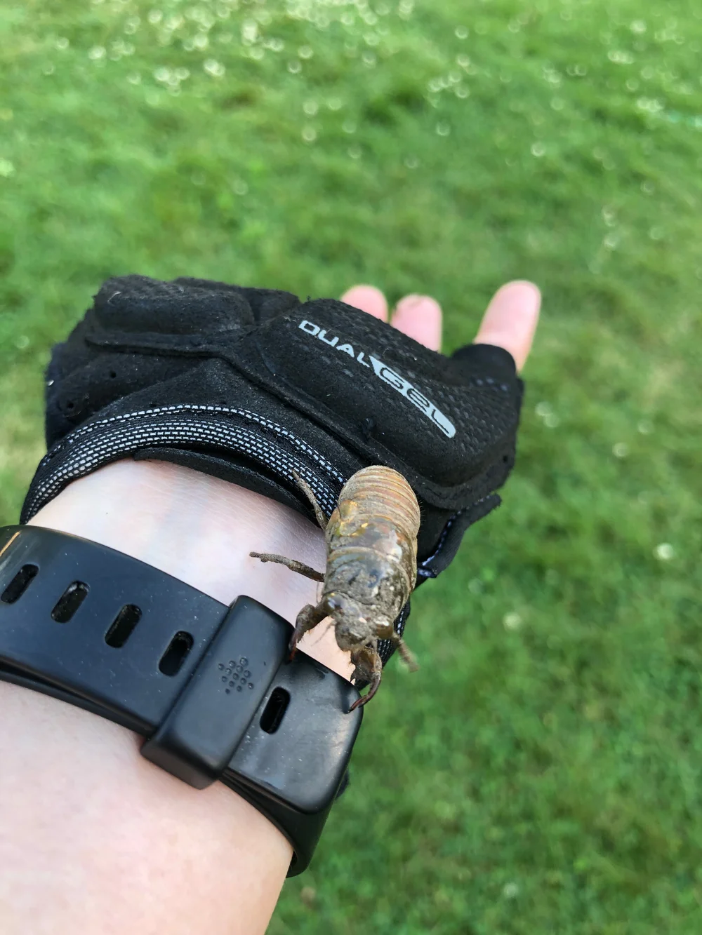 Watch a cicada emerge from its shell. — Birdchick