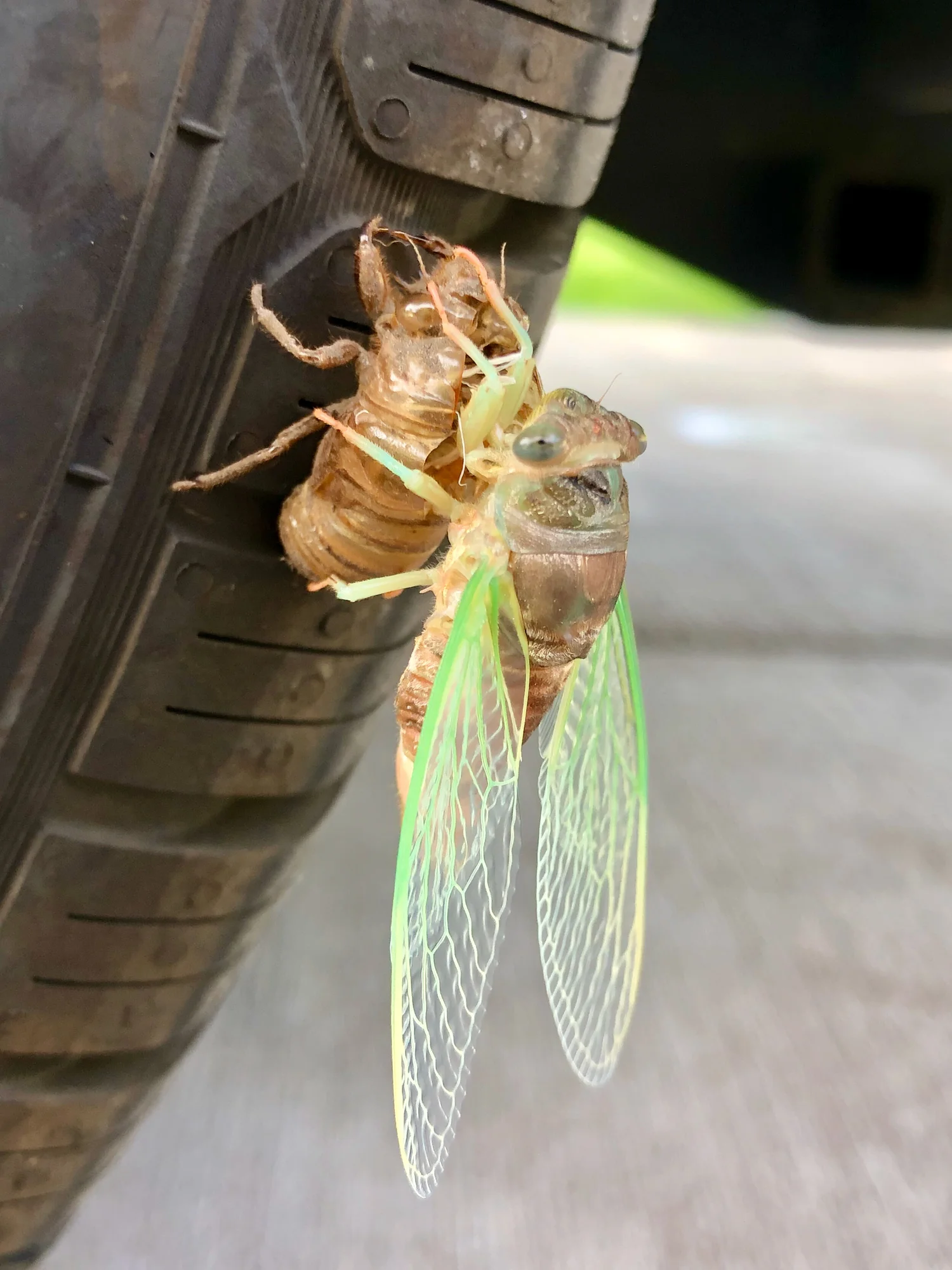 Watch a cicada emerge from its shell. — Birdchick