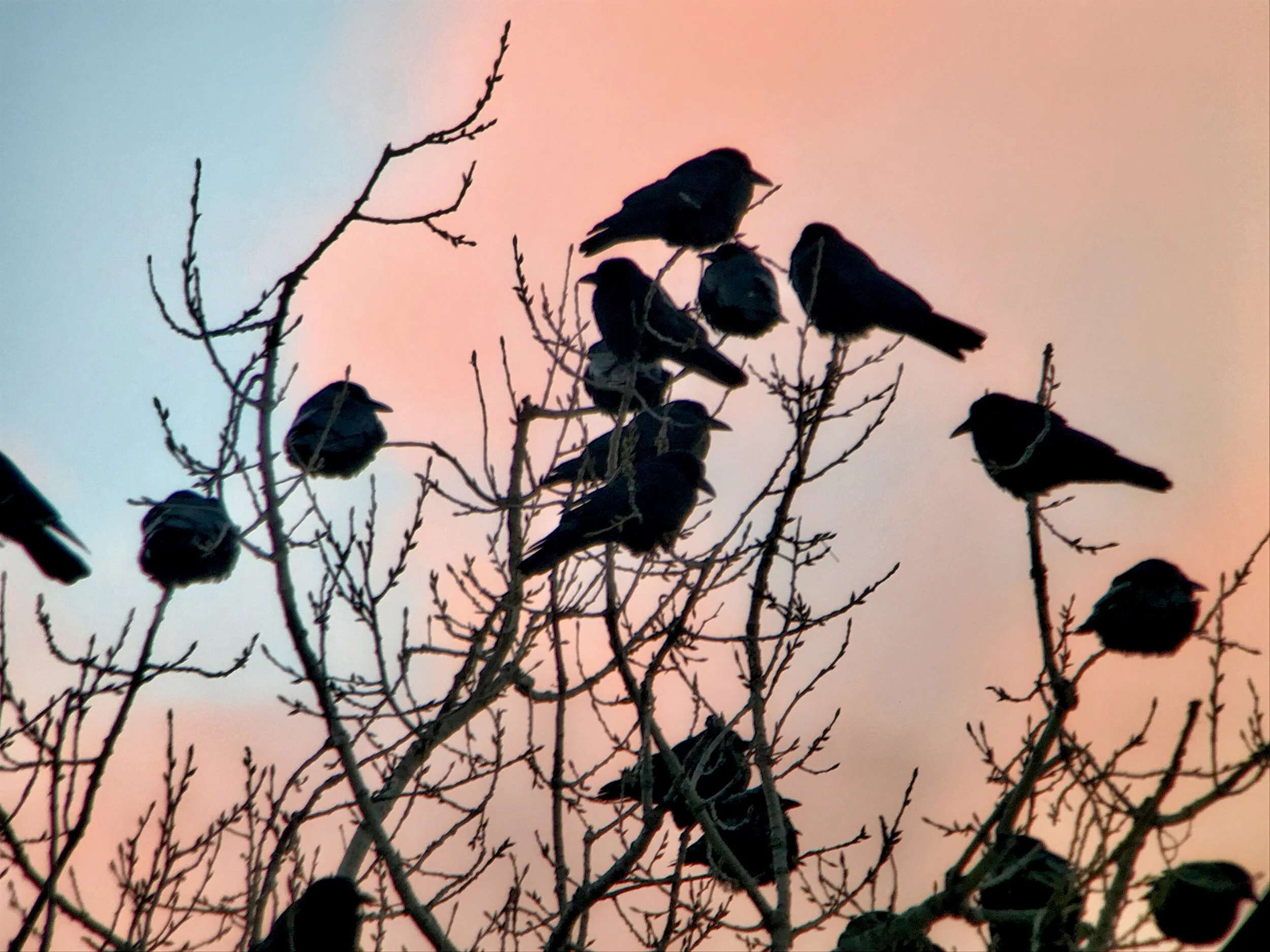 Coffee with a Ranger: Winter Birding