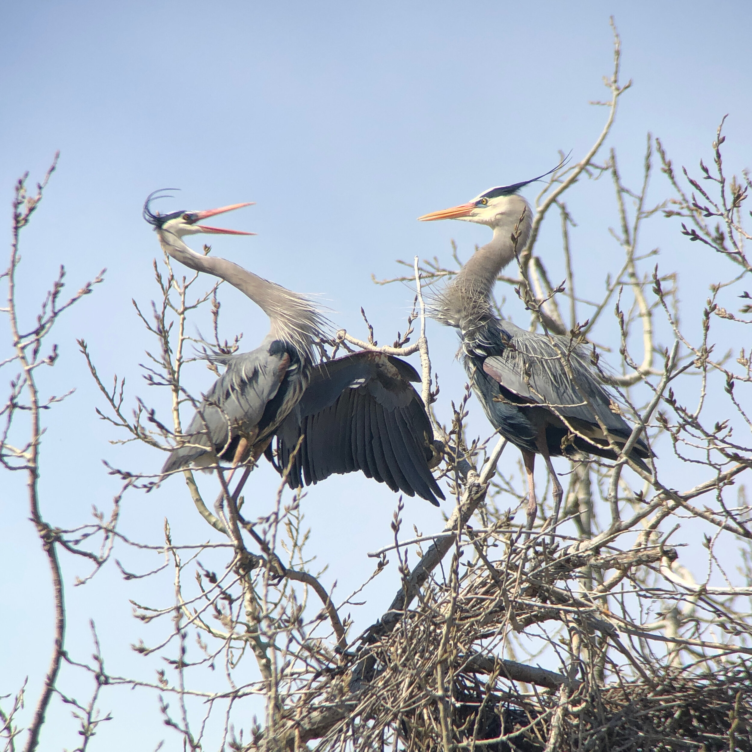 Welcome Back The Herons