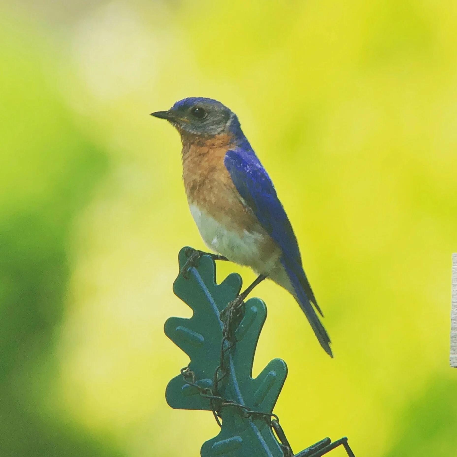 Bluebird Virtual Expo