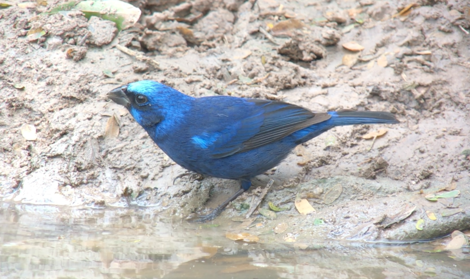 My Lifer Texas Blue Bunting