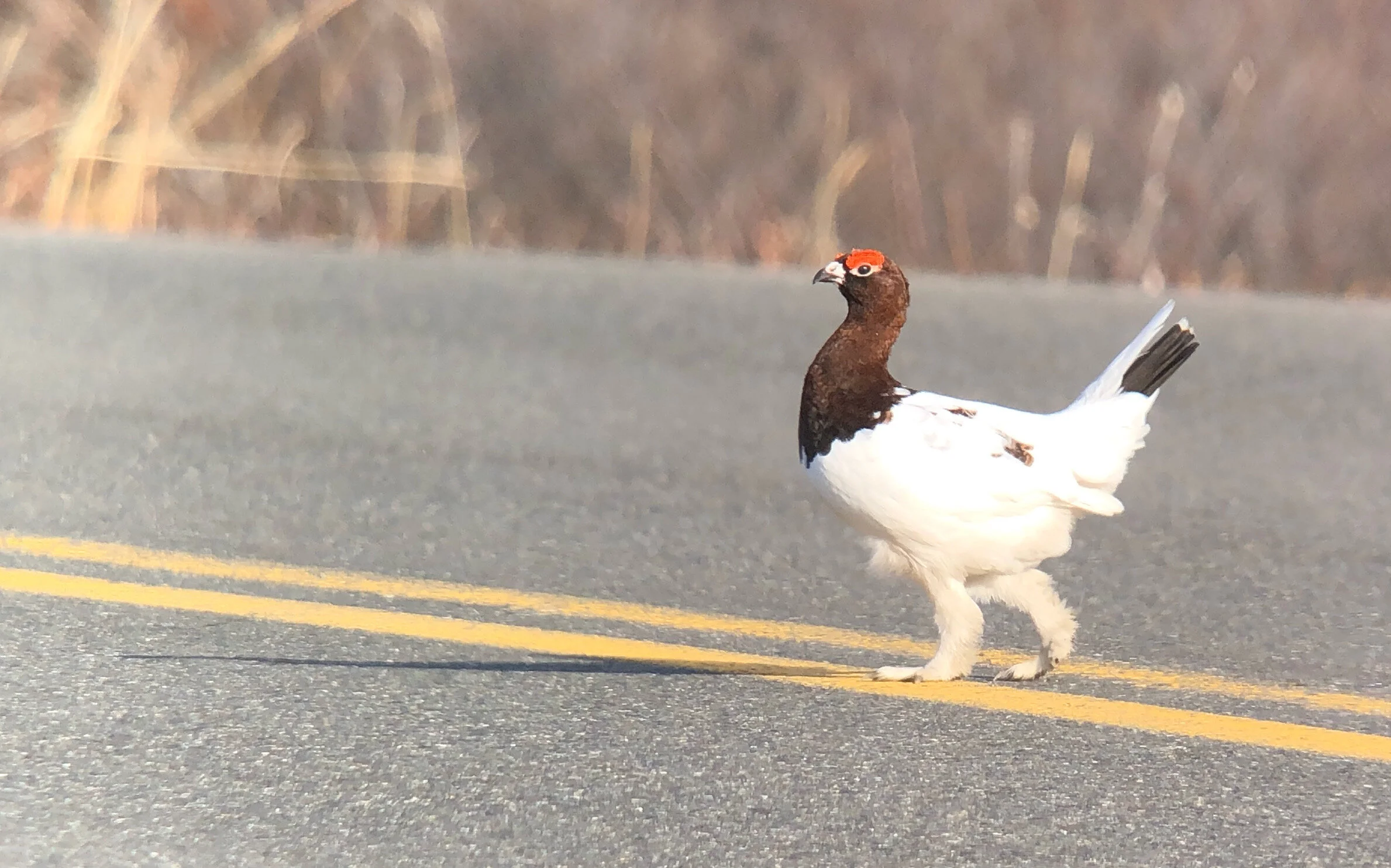 Sounds of Willow Ptarmigan
