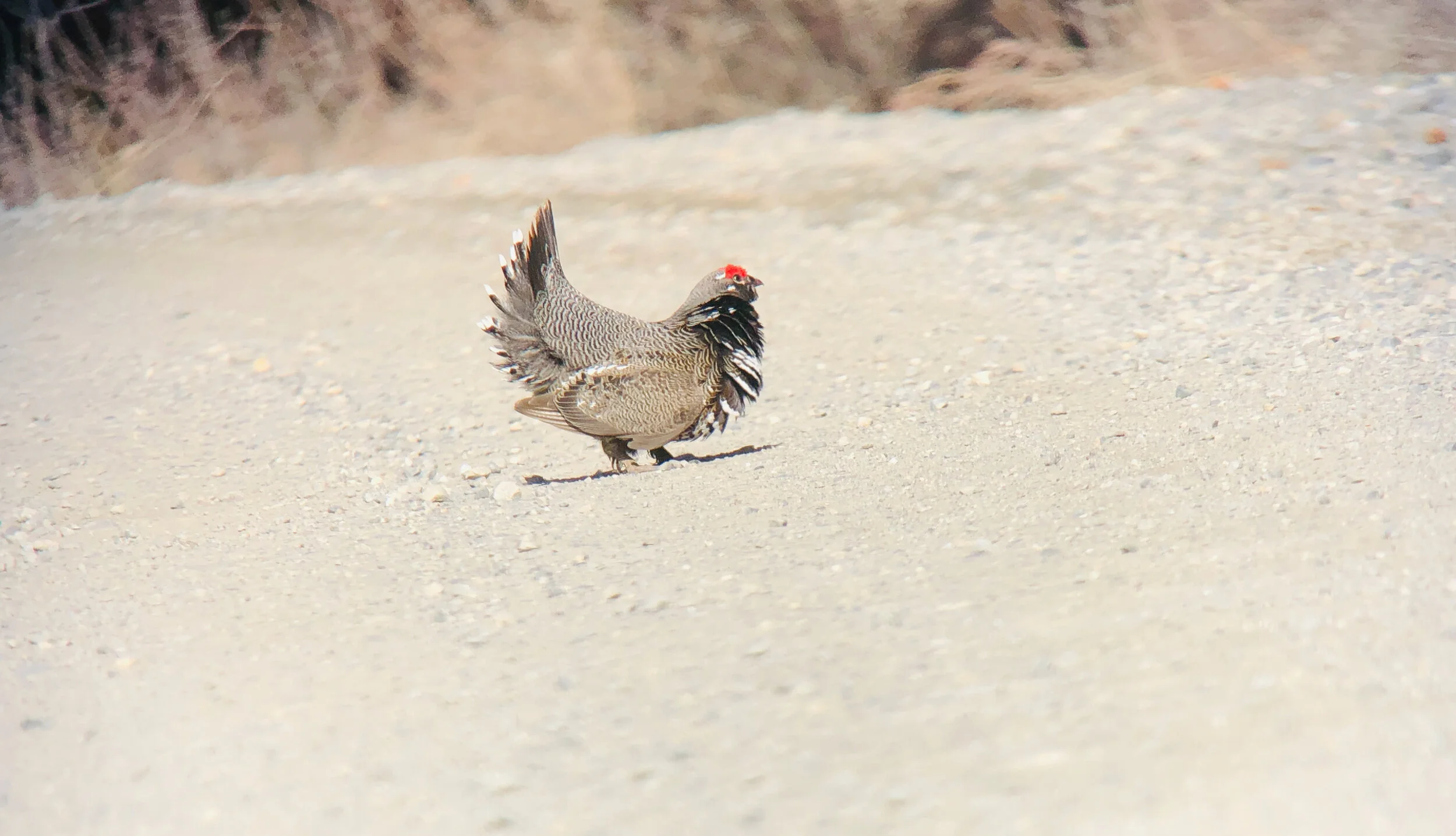 Getting My Nemesis Bird