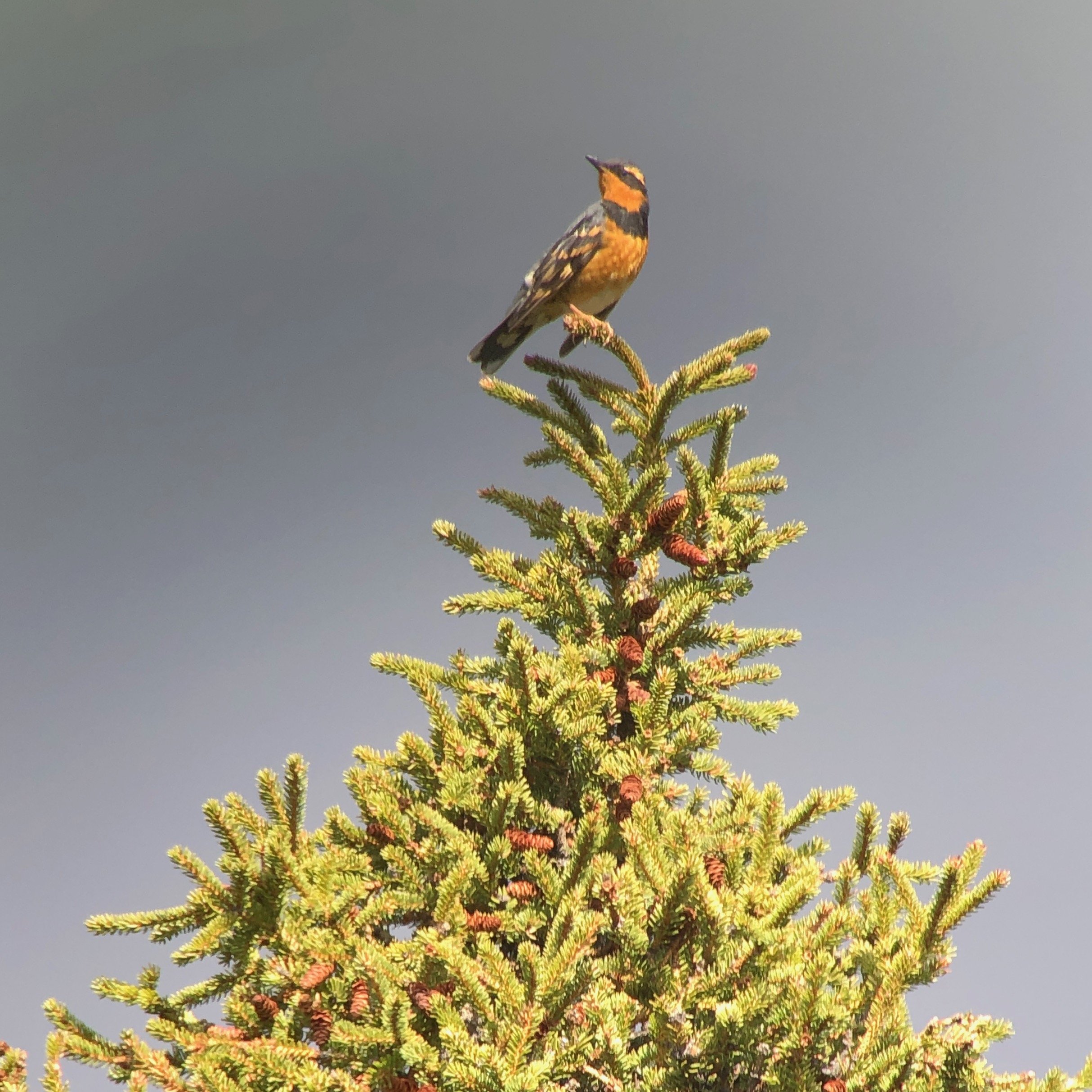 Varied Thrush.jpeg