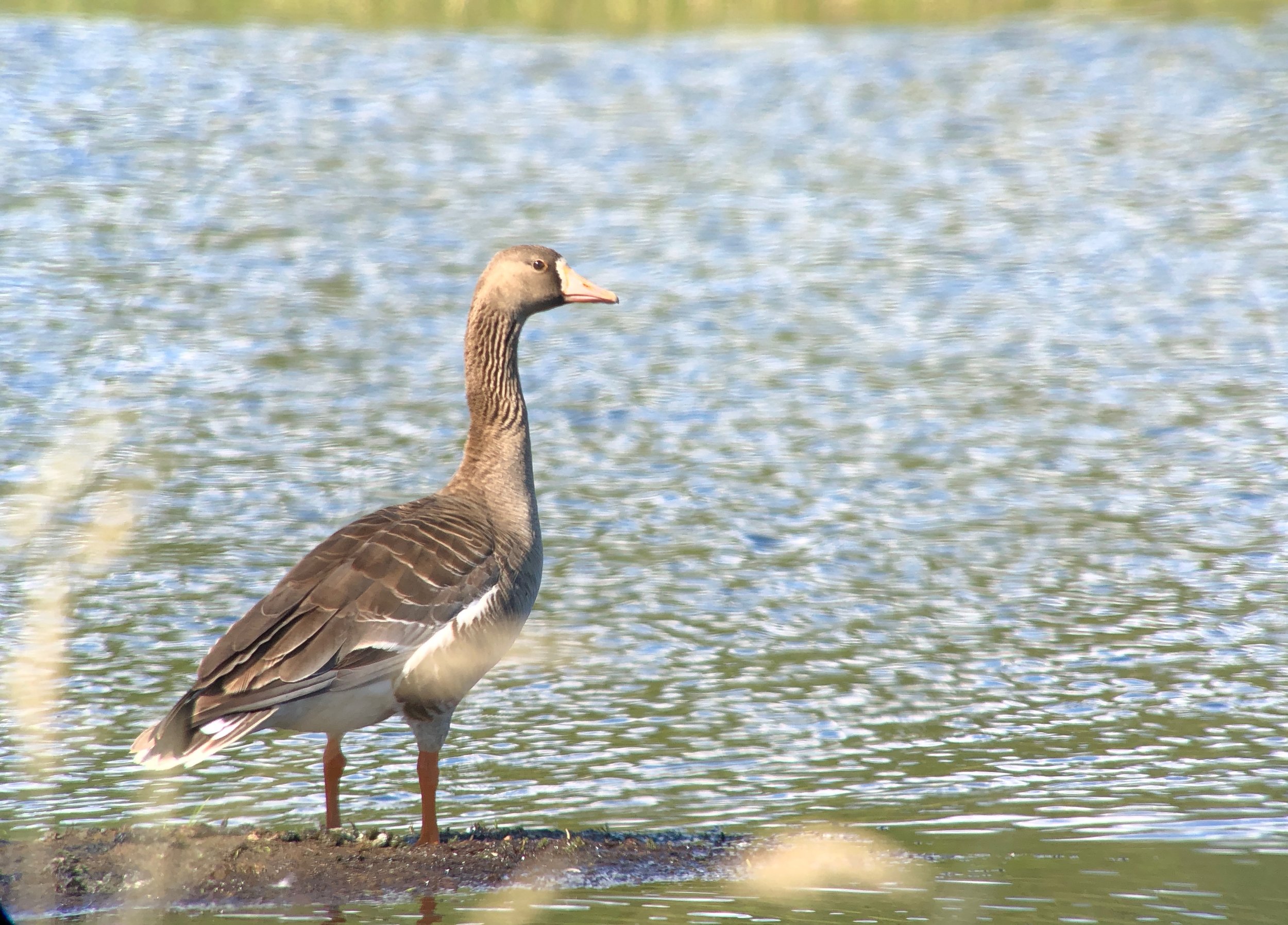 White-fronted Goose.jpeg