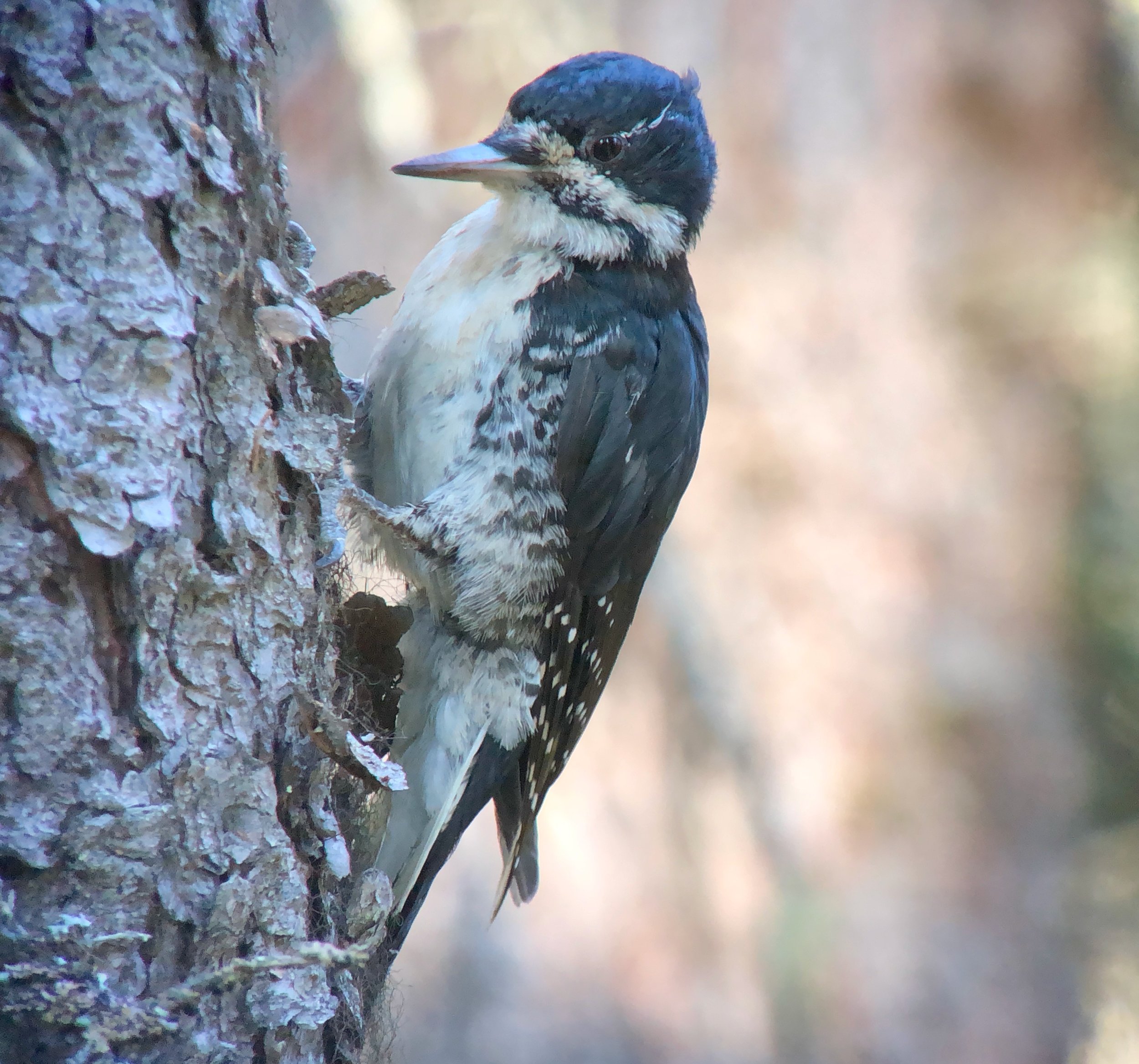 black-backed woodpecker (1).jpeg