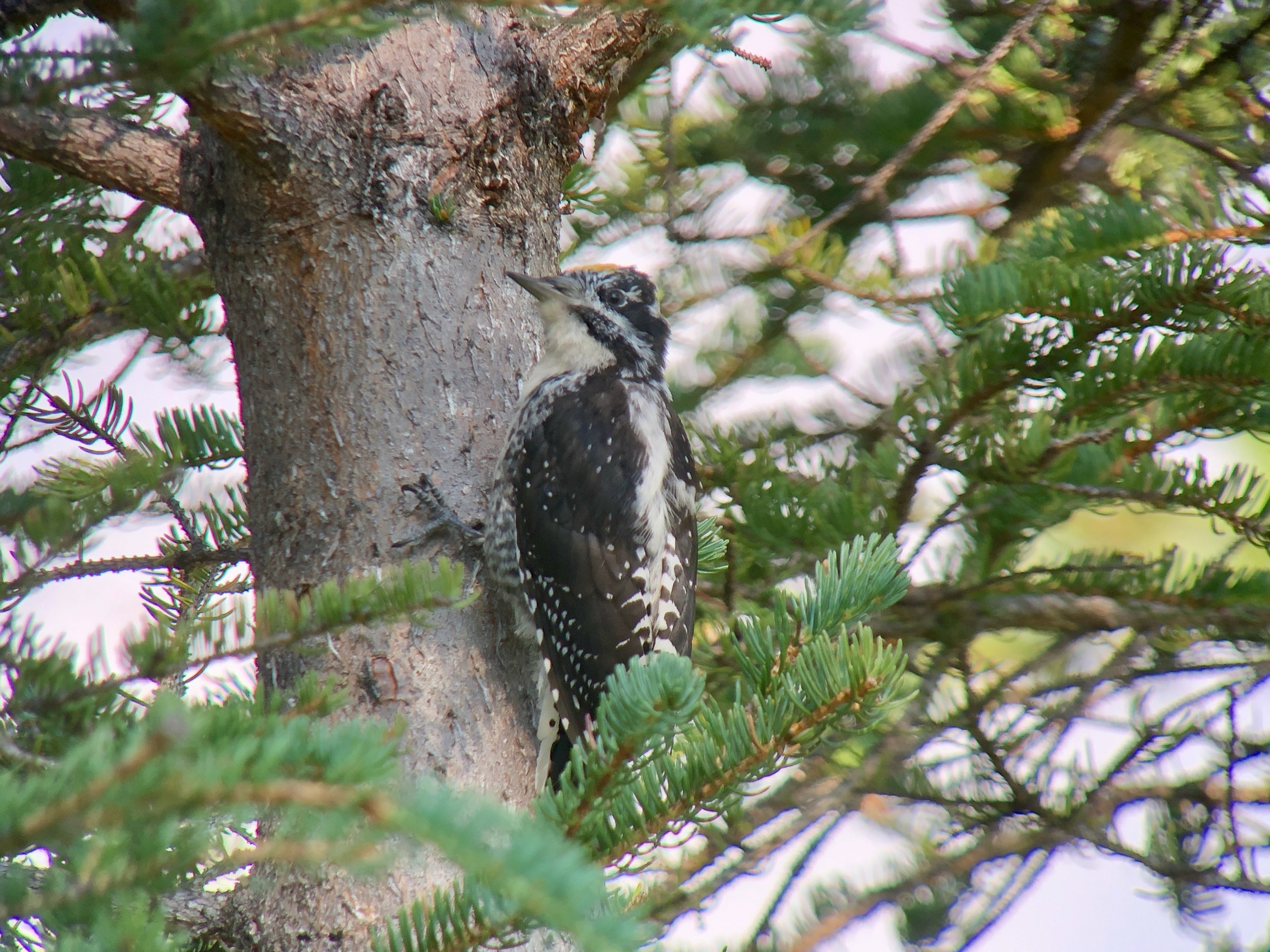 three-toed woodpecker.jpeg