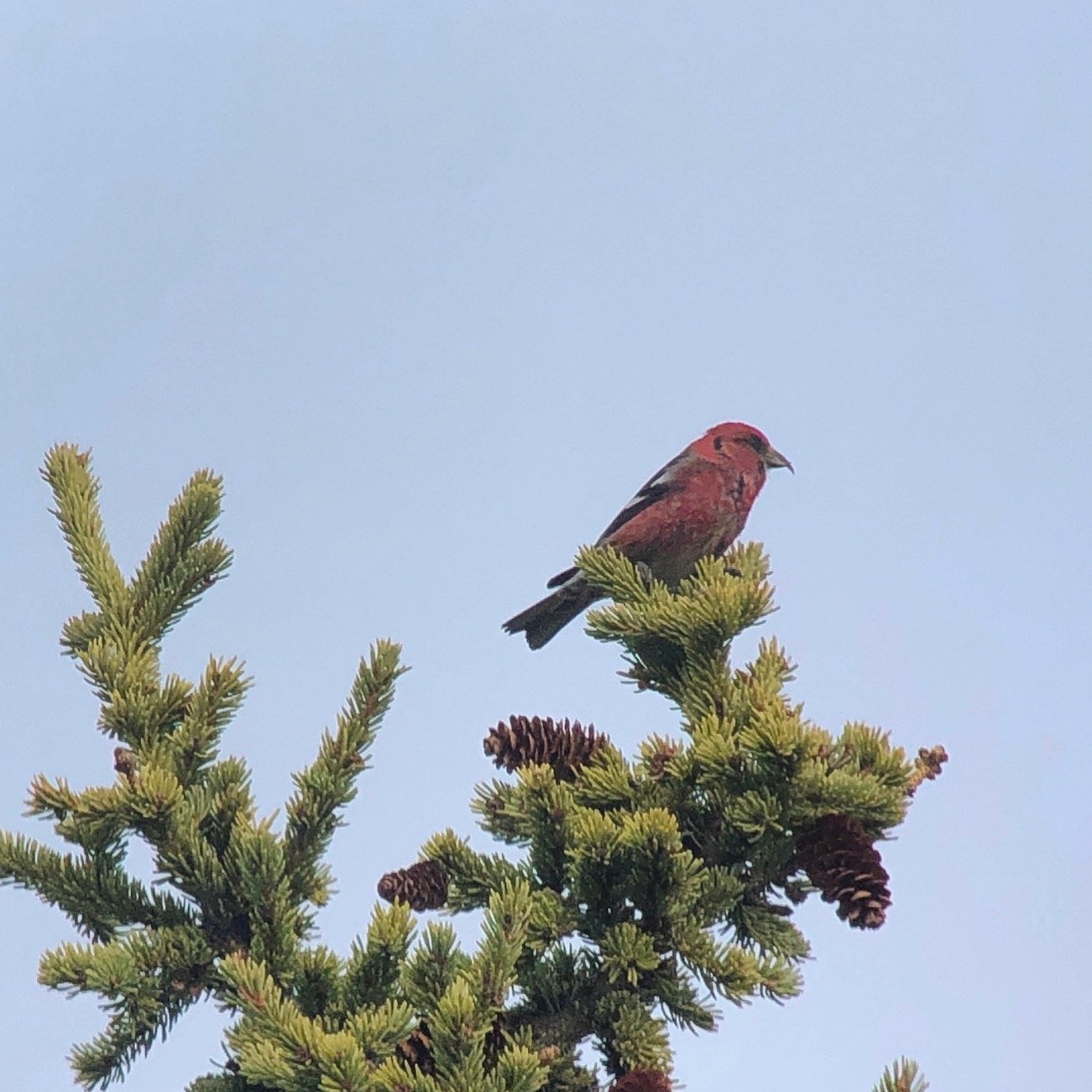 crossbill.jpeg