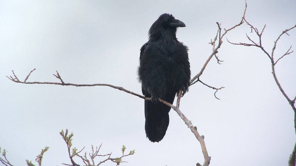 Common Raven.jpeg