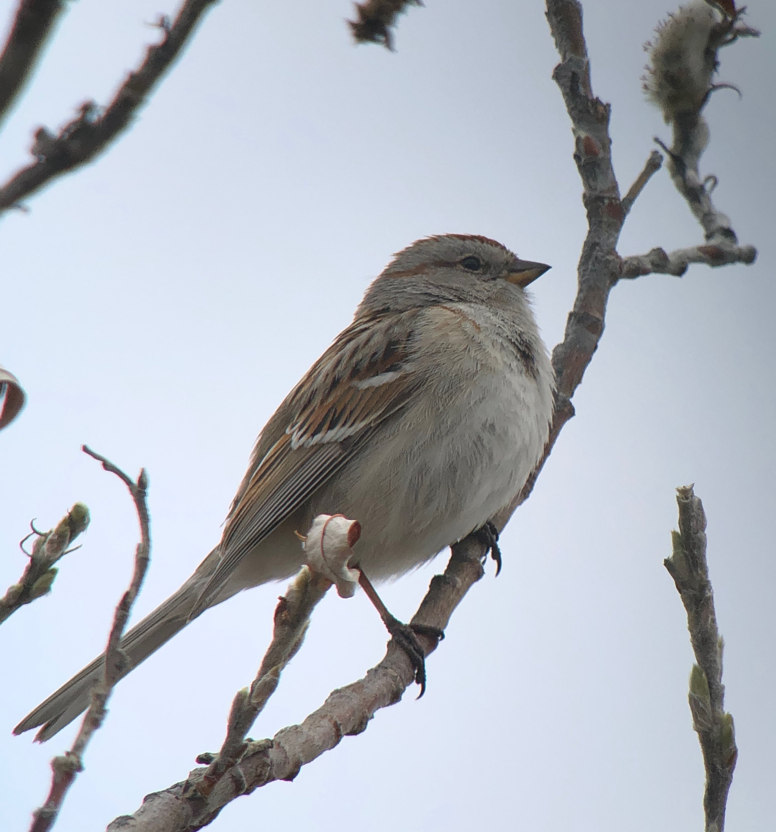 American Tree Sparrow.jpeg
