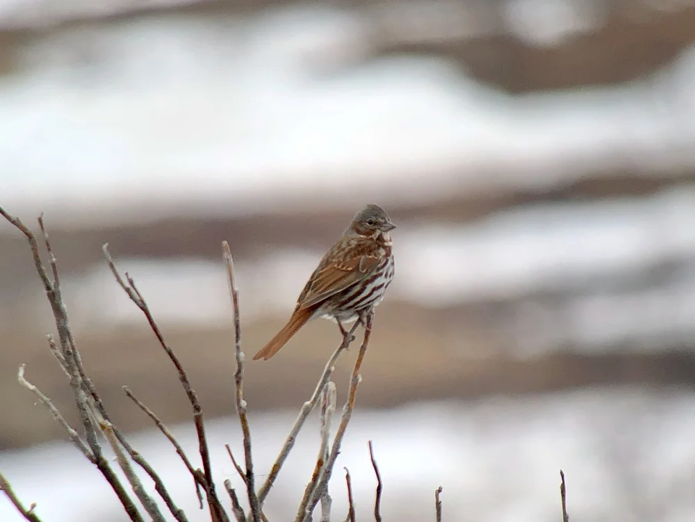 fox sparrow.jpeg